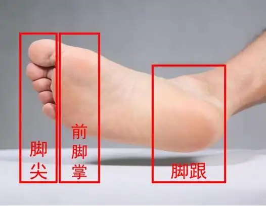 从下图中可以清晰看到脚尖,前脚掌,中足,脚跟,究竟指的是足底什么部位