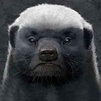 平头哥蜜獾图片头像_微信头像图片大全