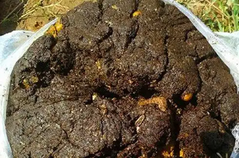 巧用酸臭饵钓鲢鱼的1招技巧时常鱼获23斤以上