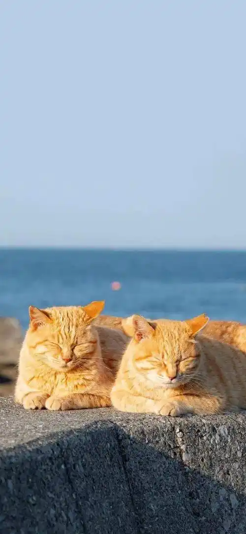 壁纸676767好看的8k手机锁屏壁纸676767