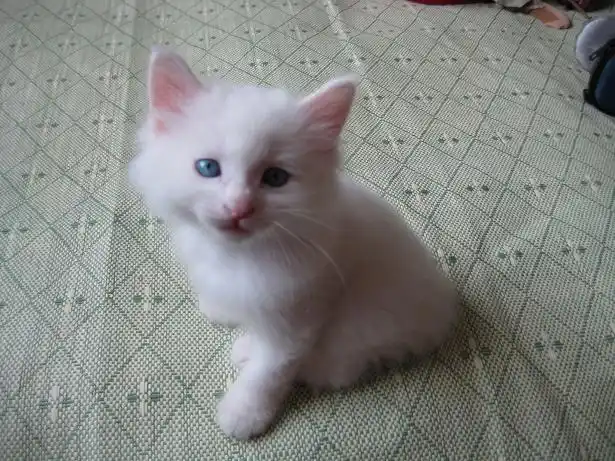 几乎没怎么进食买来的时候卖家说有一只是波斯猫血统的,我没信,80块