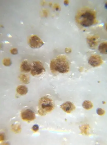 观察分析这些古瓷死亡气泡的分布和变化,可以得到一些气泡死亡的基本