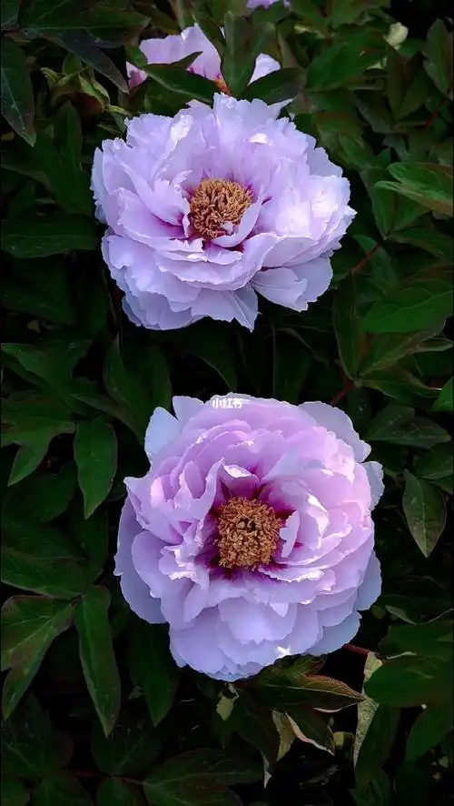 洛阳牡丹蓝月亮牡丹