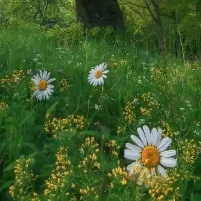 小孩子头像绿色