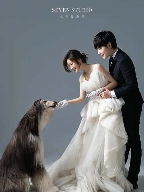 宠物婚纱照|阿富汗犬酷飒又唯美 给你们独一无二的宠爱