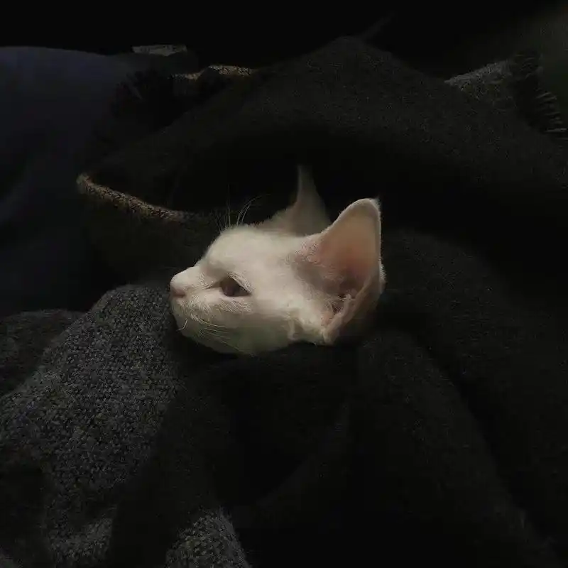 丧系朋友圈背景图(7)    7215 遗憾的是:"你在我最爱你的时候放弃