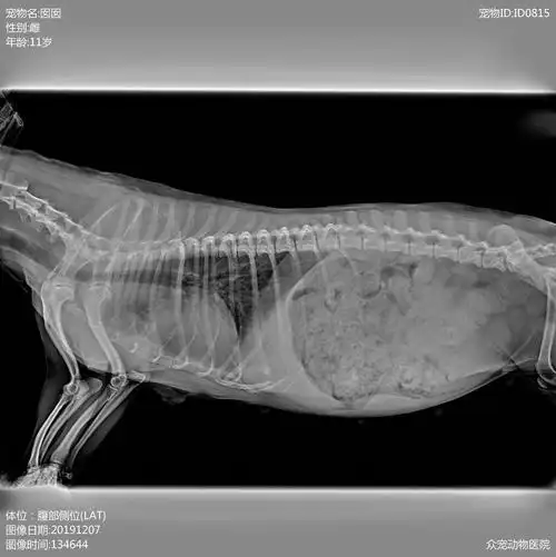 大家好,哪位宠物医生能帮我看看我家狗狗的x光片.谢谢!