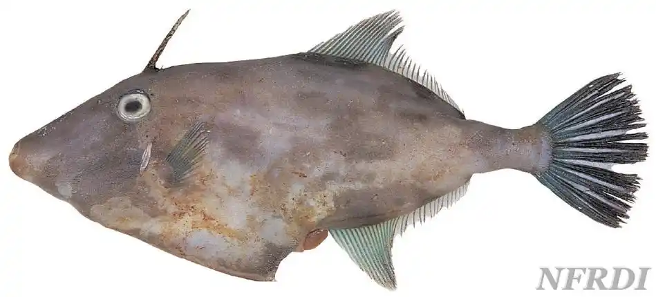 在潮汕地区,剥皮牛鱼叫什么鱼?