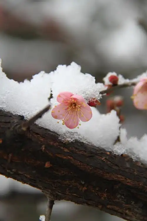 梅花一剪寒梅傲立雪中