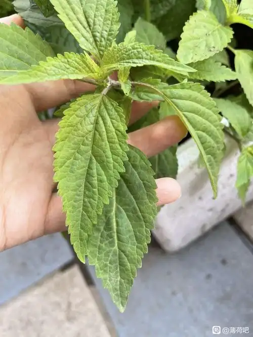 求问这是什么品种的薄荷呀