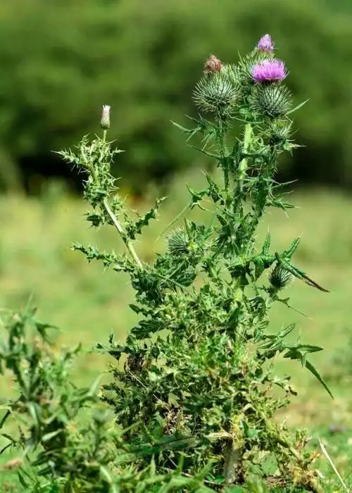 以前农村的这些"刺头",看到它都要绕着走,现如今却成了宝贝!
