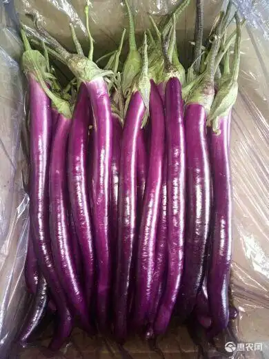 [线茄批发]红线茄 线茄价格2.2元/斤 - 惠农网