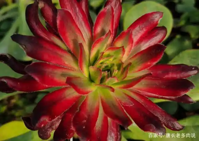 喜欢法师多肉的你还在养孔雀法师不如扔了养一棵孔雀锦惊鸿法师