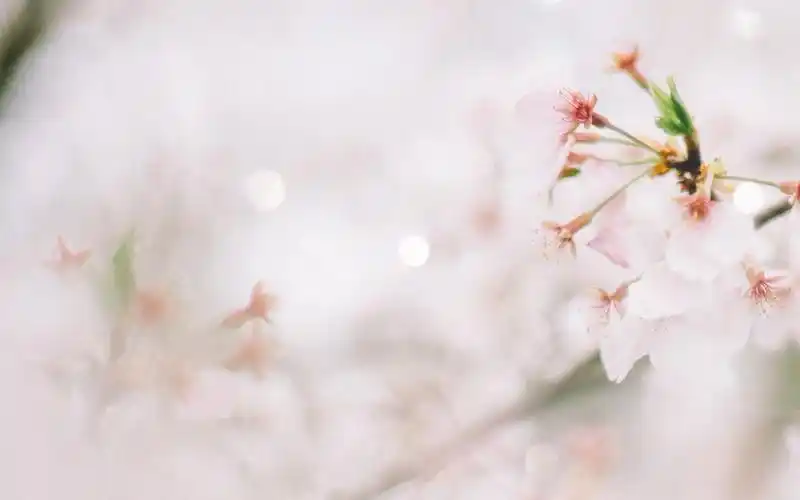 清新简约图片摄影高清桌面壁纸