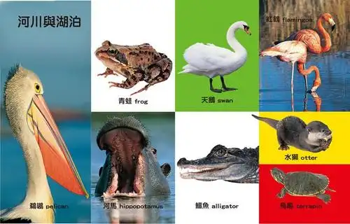 first100有趣动物