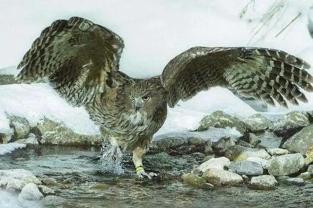 射雕三部曲中,杨过"大雕"与郭靖"双雕",哪个更为厉害?