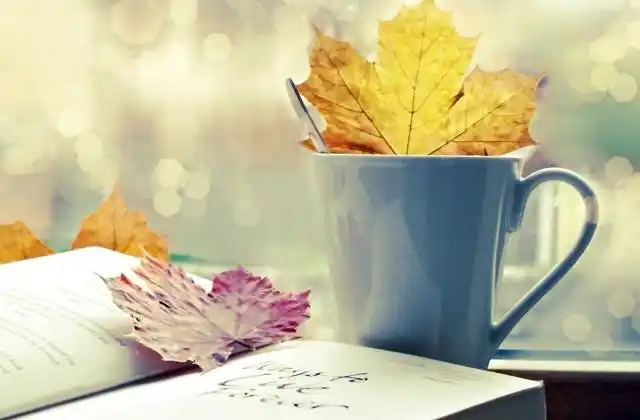 让人心情舒畅让人心生优雅唯美秋天红叶意境图片