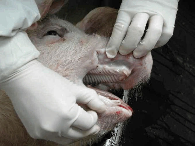 猪的病理解剖标准图word版