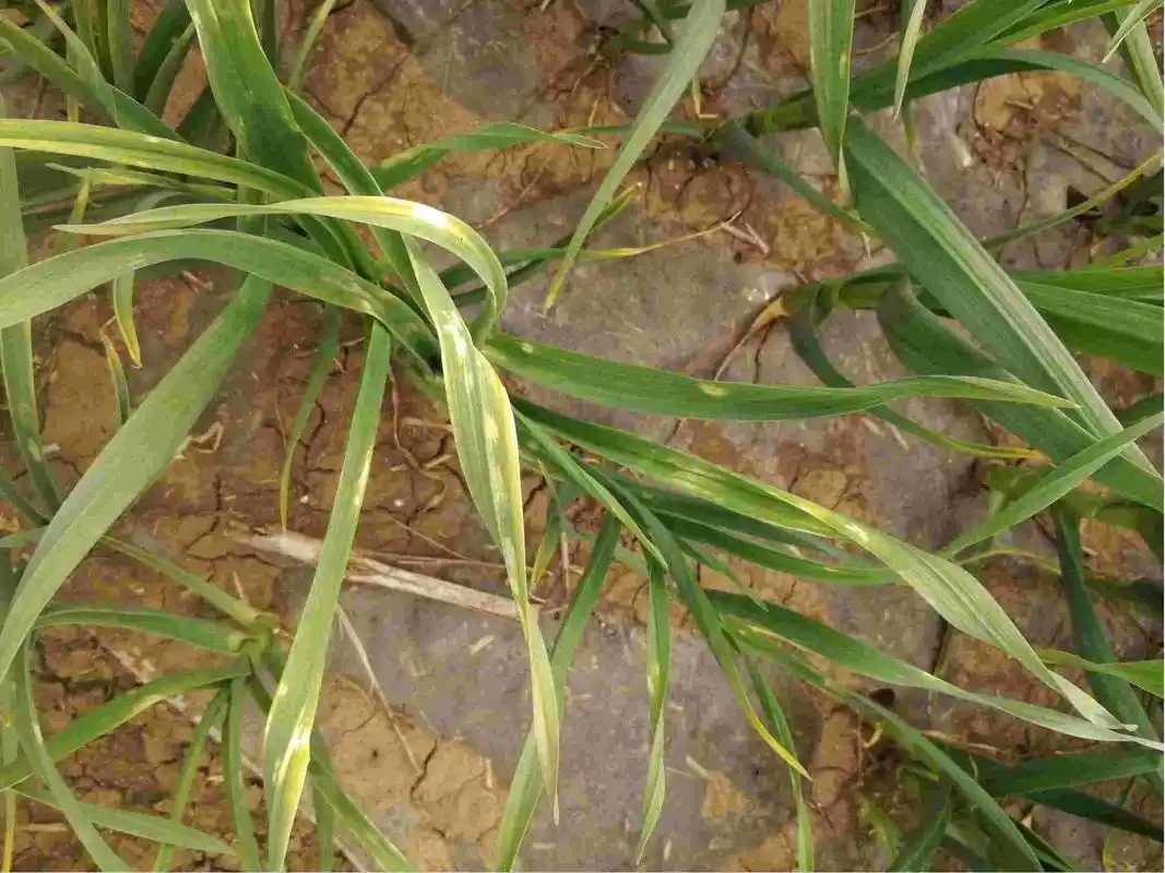 老师你好请问大蒜叶片出现这种白色斑点是得了什么病还好用什么药可