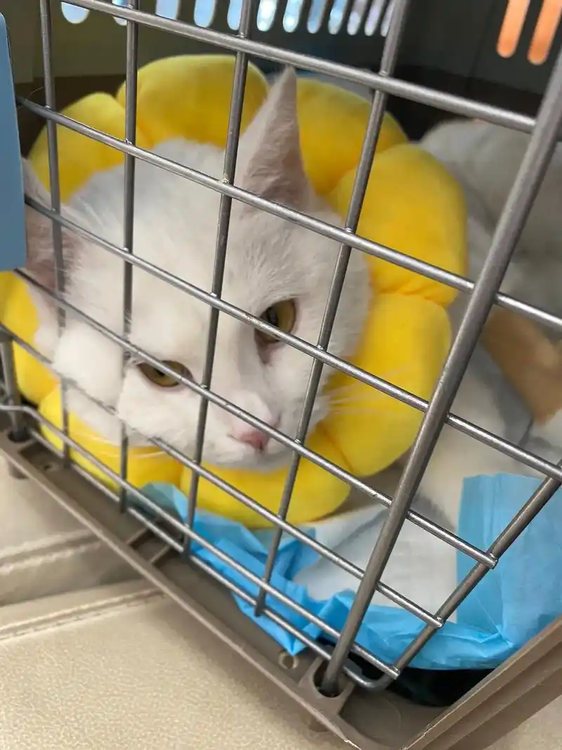 终于给小白做绝育了!