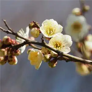 梅花微信头像 香气扑鼻的白梅花高清图片