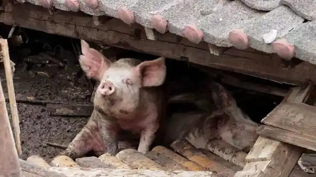 汶川地震中被埋36天的猪坚强现在怎么样了呢