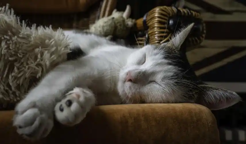 猫咪可爱睡姿睡觉脚4k壁纸