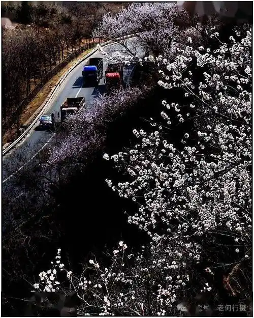 图集景深控制虚实拍花事半功倍