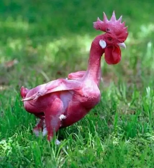 研究专员研制出无毛红鸡为的就是宰杀时省去拔毛