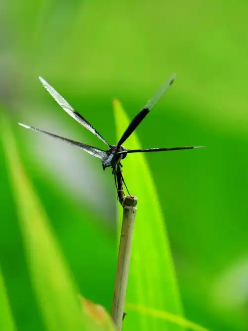 稀有品种,黑丽蜻蜓