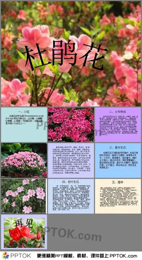杜鹃花ppt