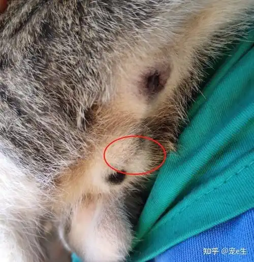 如何区分是母猫还是公猫?