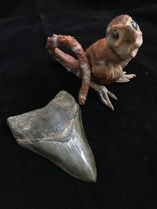 江泓 的想法: 刚收到的一枚巨齿鲨牙齿化石,这品相真是… - 知乎