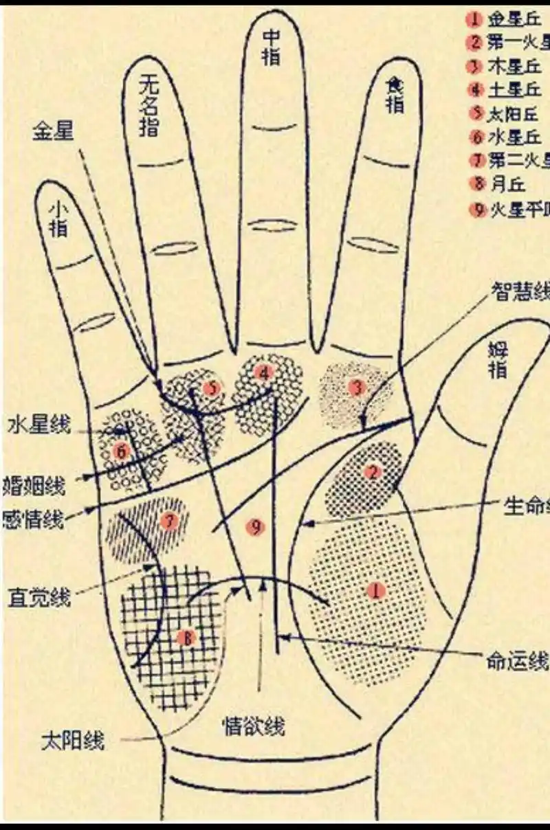 手相讲解#掌纹知健康 #掌纹 - 抖音