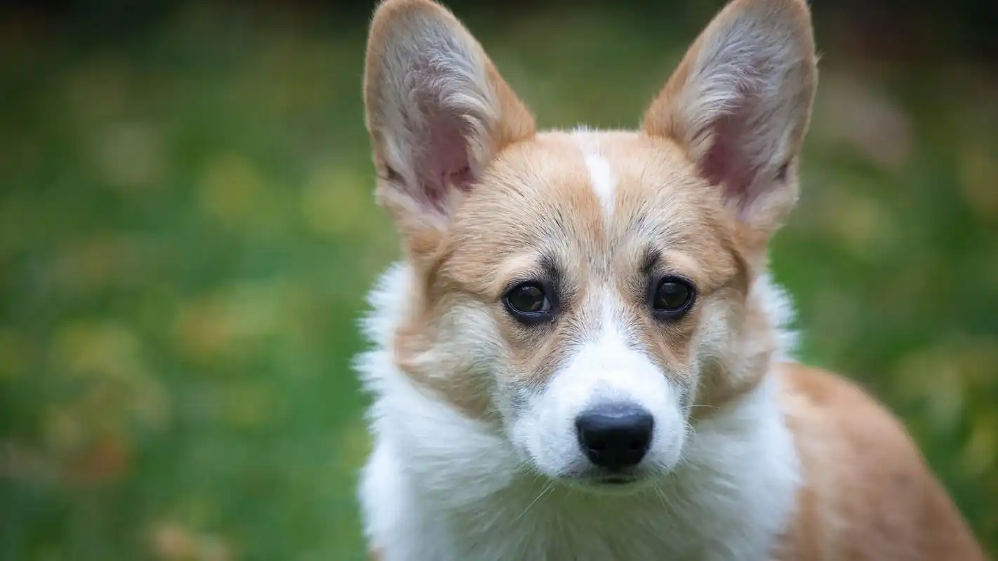 呆萌狗狗宽屏壁纸_全都是最可爱的狗狗_动物壁纸_精品库