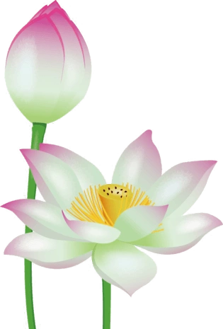 荷莲花图片大全_荷莲花图片素材【png免费下载】-90设计网