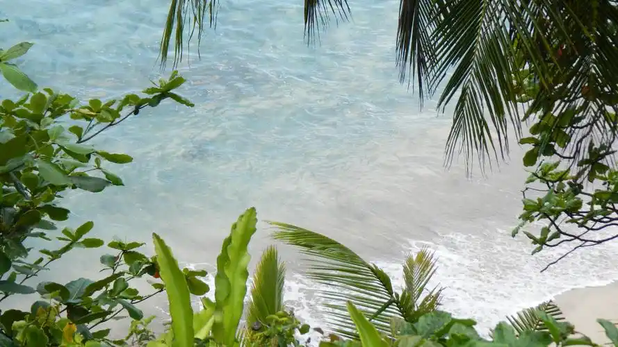 壁纸 海,棕榈叶,植物,海滩,热带 3840x2160 uhd 4k 高清壁纸, 图片