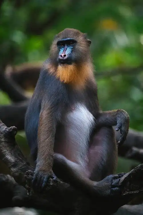 壁纸 动物 灵长目 690_1034 竖版 竖屏 手机