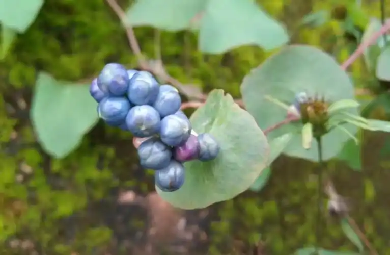 带状疱疹,只需一味草药