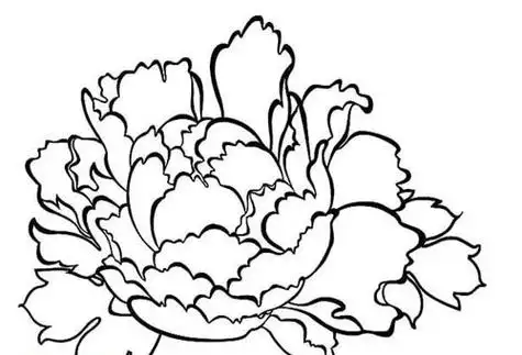 5068儿童网少儿富贵牡丹花简笔画图片 简笔画网高