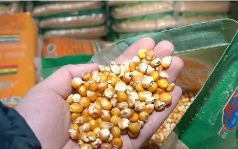 高产糯玉米种子