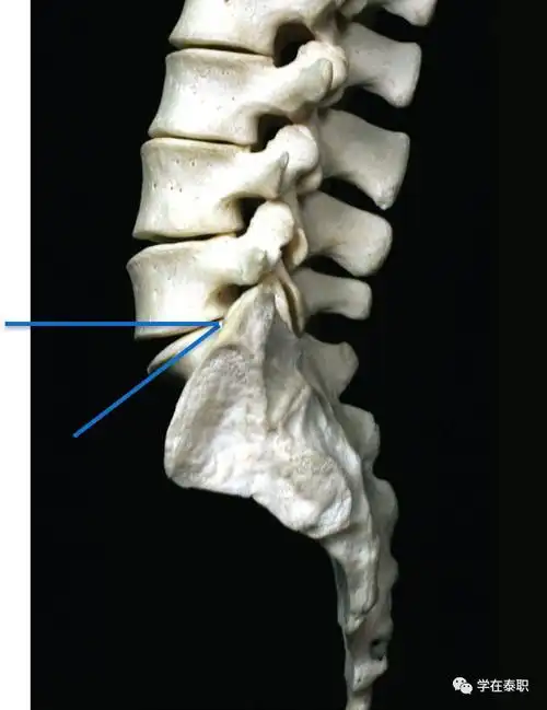 腰骶角30-40°   成角:骶骨岬的平面与水平面之间的夹角.