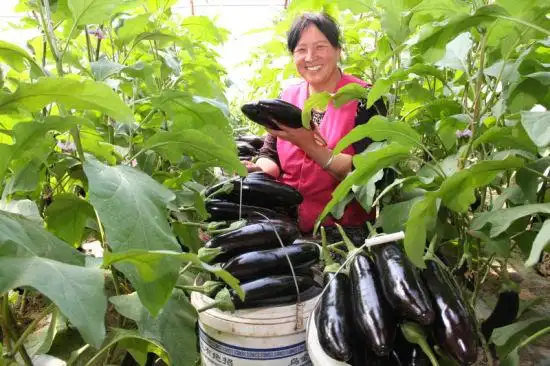 新疆菜农种植荷兰"黑宝茄子" 出口创收