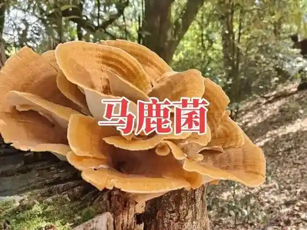 马鹿菌.7月1日,云南省临沧市云县登山驴友又在大丙山原始森林 - 抖音