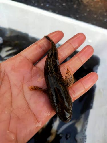 千岛湖淡水野生笋壳鲜活老虎头食用呆子子鱼小溪淡水鱼类