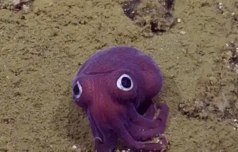 加州900米海底现大眼萌凸眼鱿鱼似卡通图