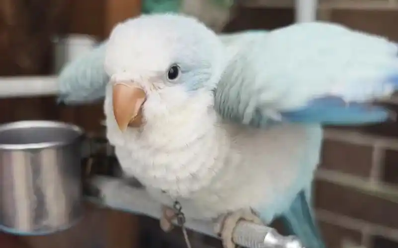 乞奶舞 2075 .02 7520蓝银丝和尚鹦鹉