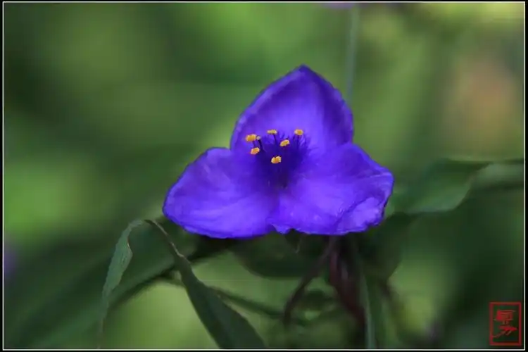 三瓣圆形的紫花瓣,围成一个有趣的三角形,挺刮舒展,看上去野味十足