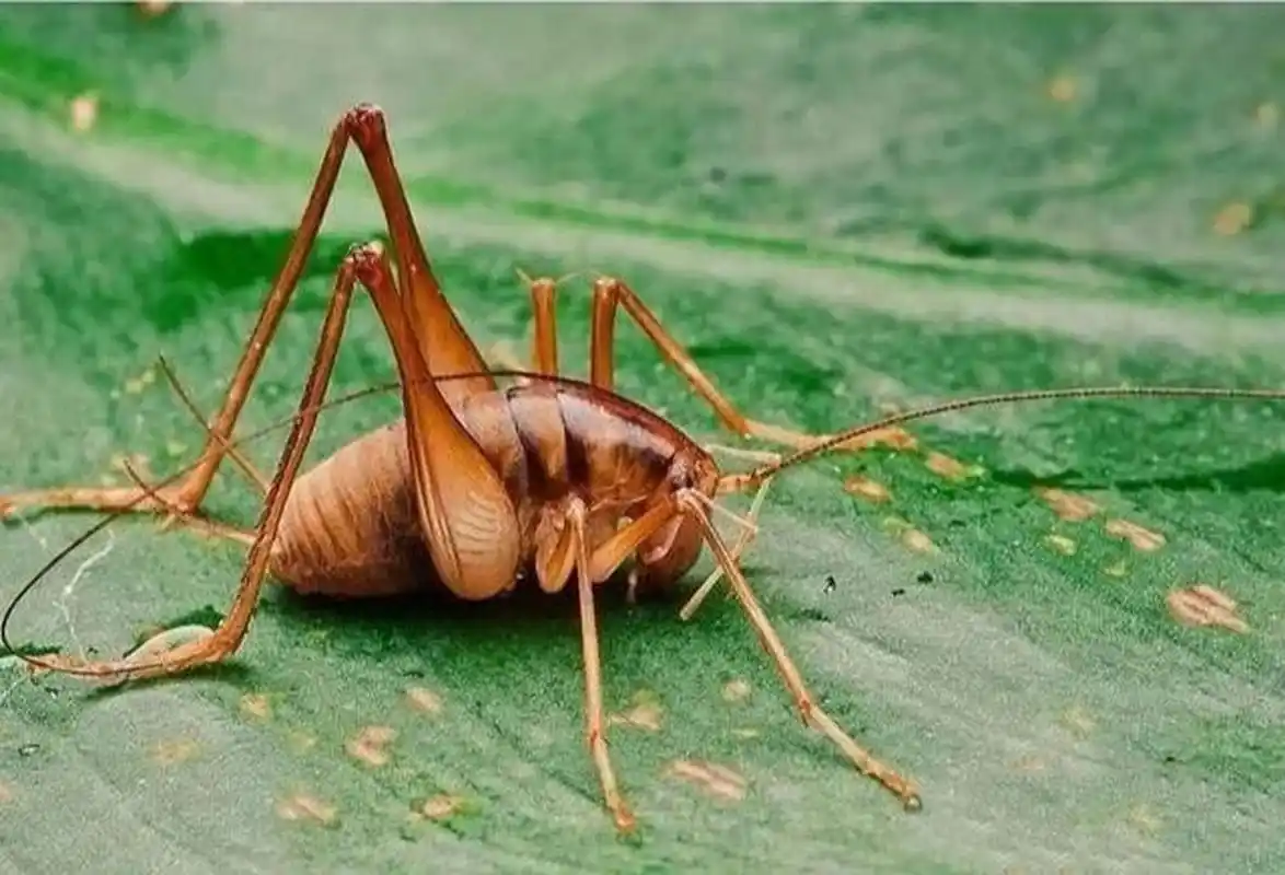 灶马 饭后遛弯发现这只小虫虫,很可爱哦!