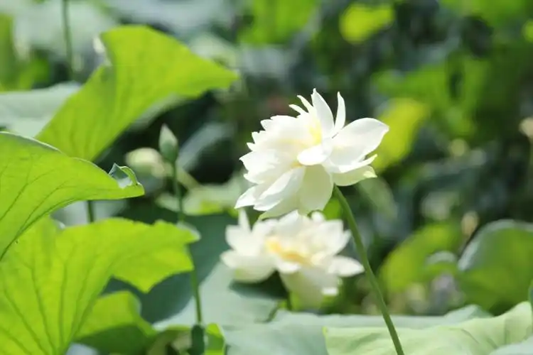 白色的荷花